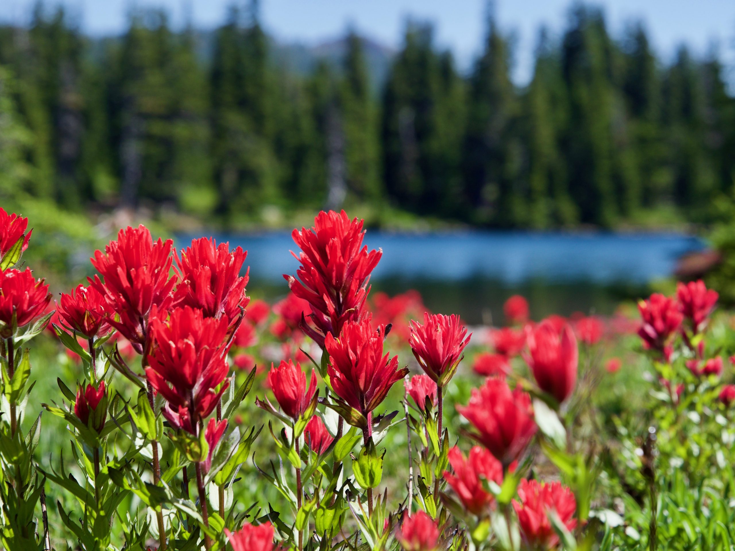red Flowers at a lake, calm and peaceful with pines in the background